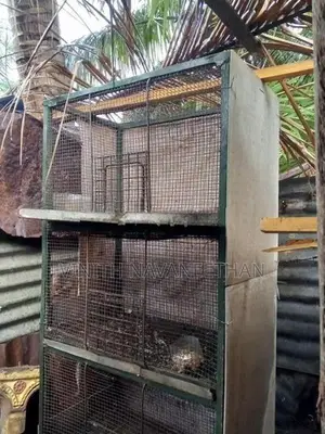 புறா கூடு