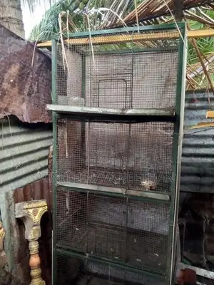 புறா கூடு