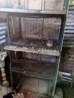 புறா கூடு