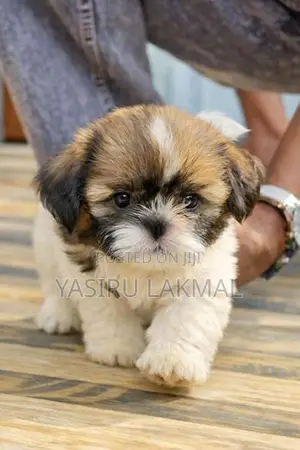 Shih Tzu
