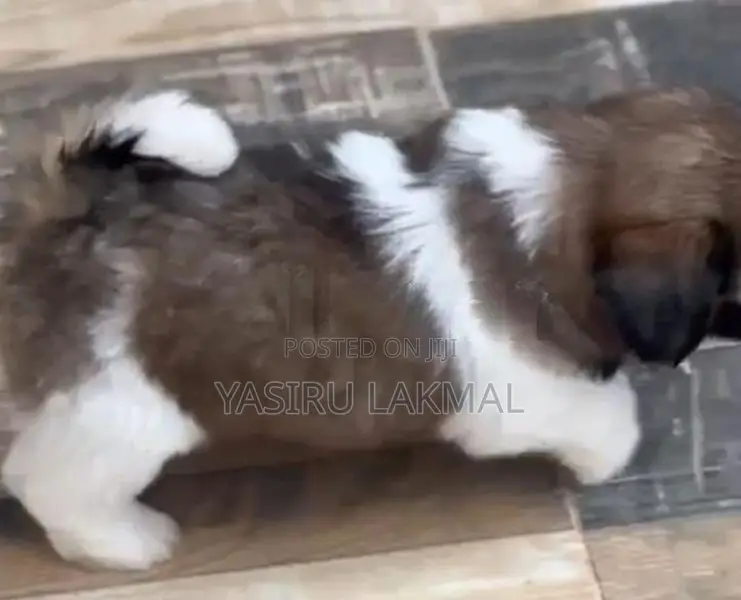 Shih Tzu