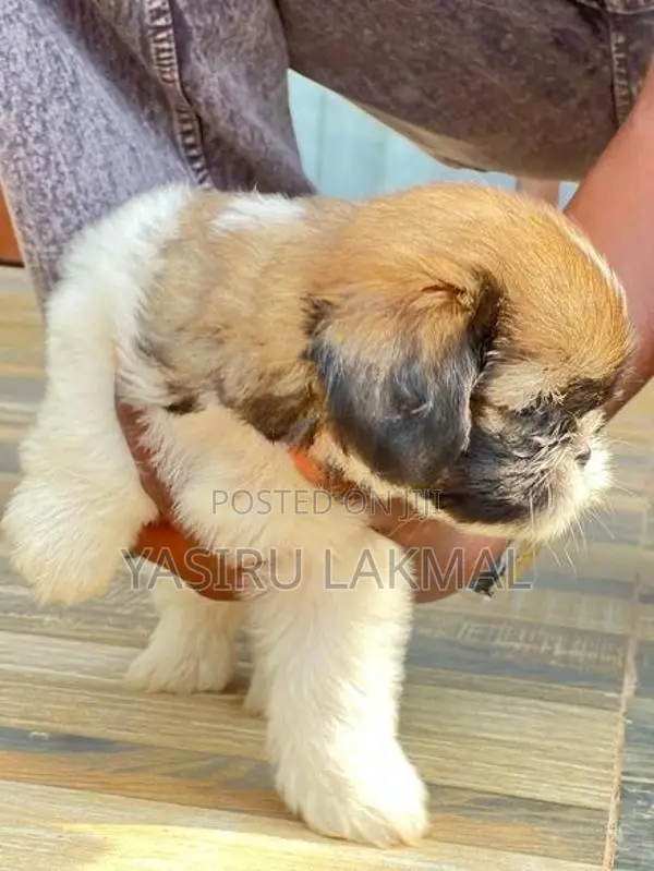 Shih Tzu