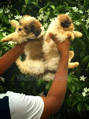 Shih Tzu