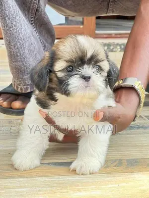 Shih Tzu