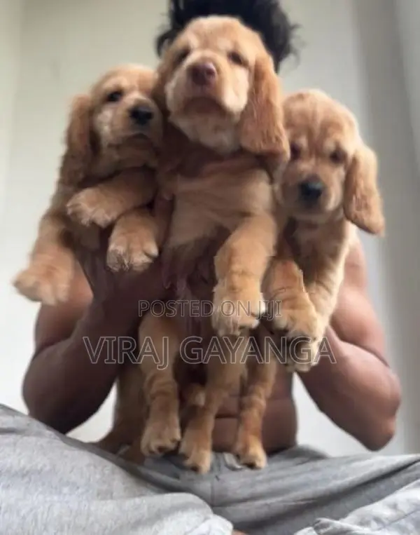 Cocker Spaniel Puppy