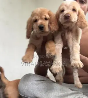 Cocker Spaniel Puppy