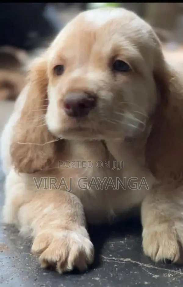 Cocker Spaniel Puppy