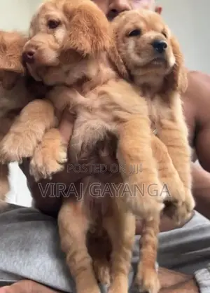Cocker Spaniel Puppy