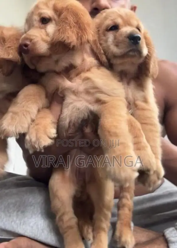 Cocker Spaniel Puppy