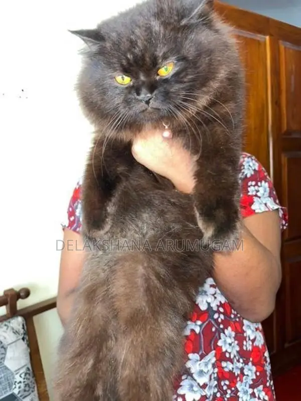 Persian Cat