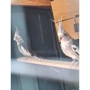 Cockatiel Birds