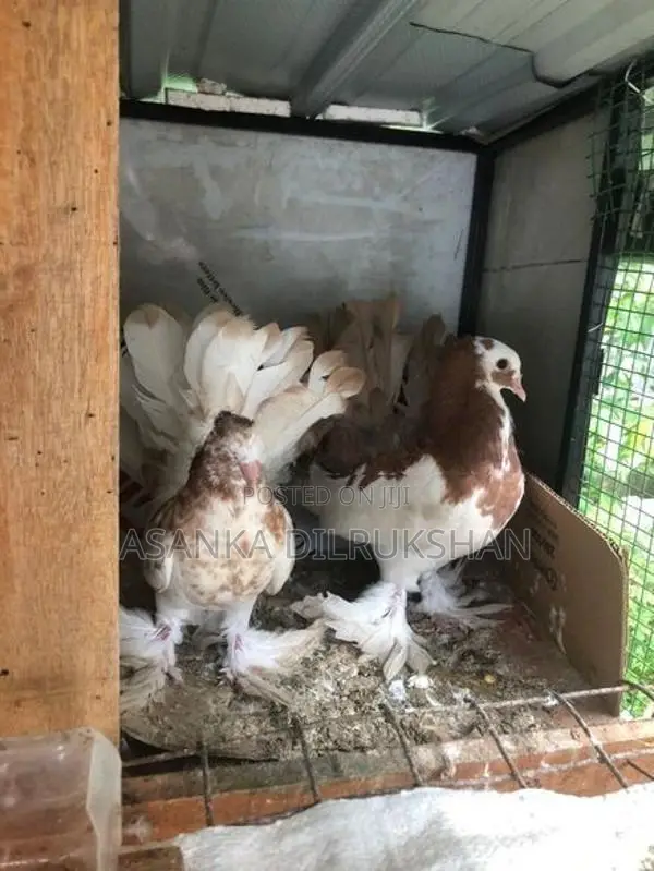 Fantail pigeons