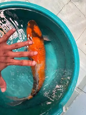 Koi Carp Fish
