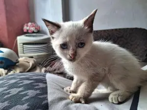 Persian Cat