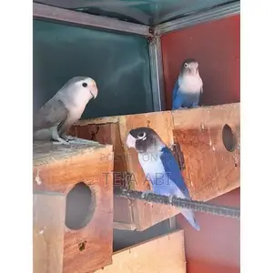 African Love Birds