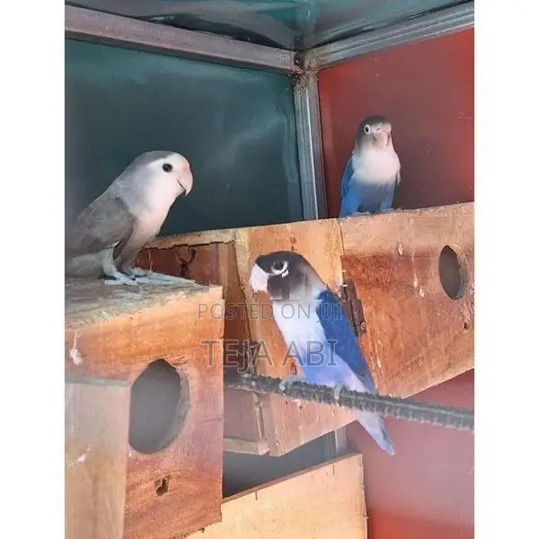 African Love Birds