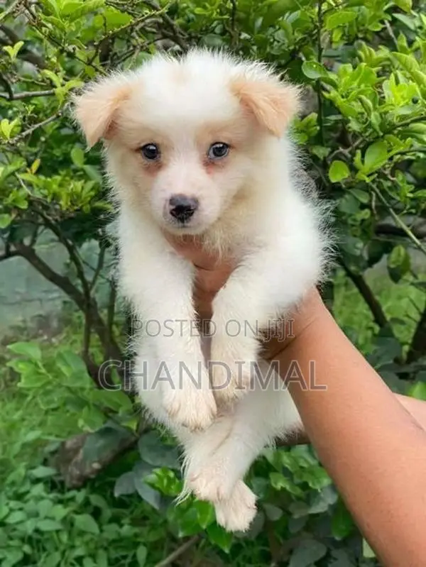 Pomeranian Puppies
