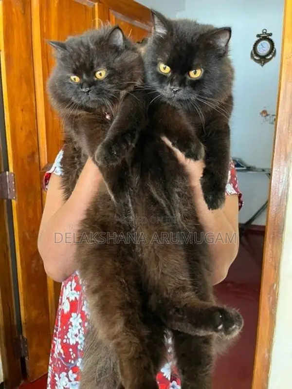 Persian Cat