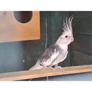 Cockatiel Birds