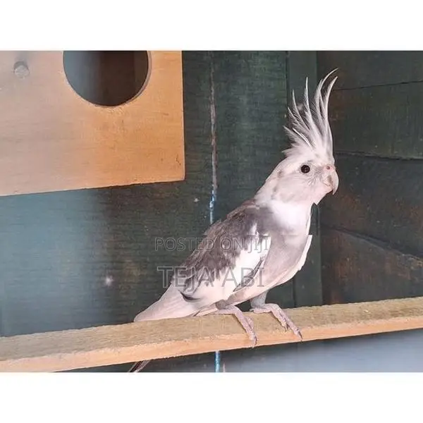 Cockatiel Birds