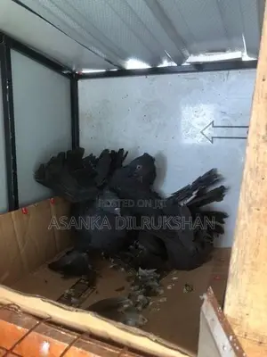 Fantail pigeons