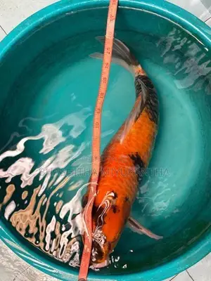 Koi Carp Fish