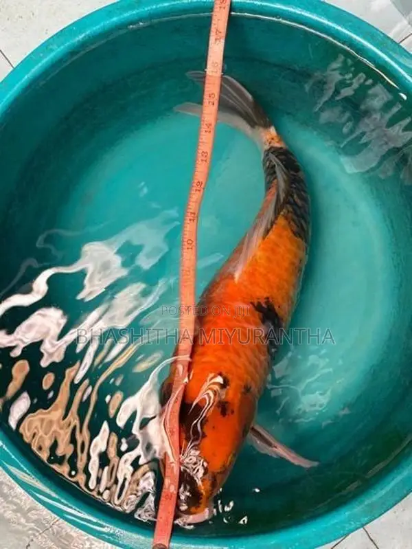 Koi Carp Fish