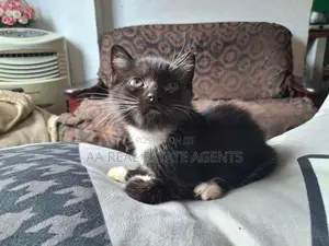 Persian Cat