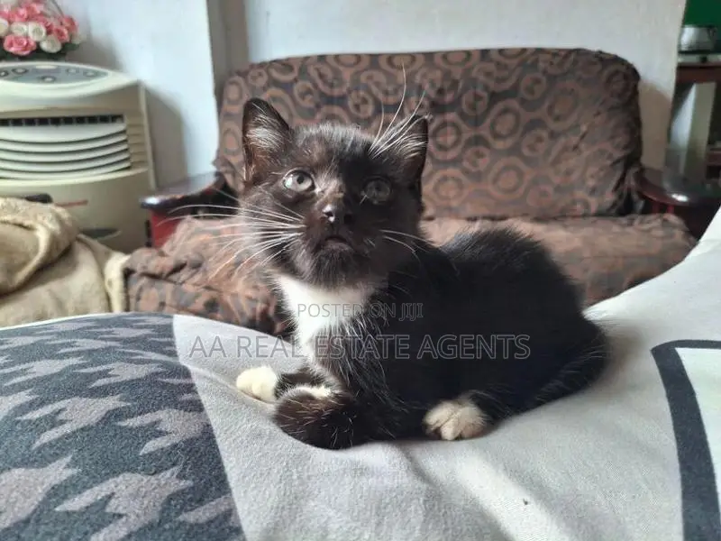 Persian Cat