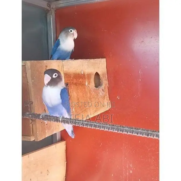 African Love Birds
