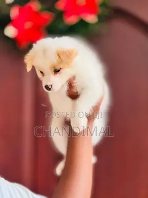 Pomeranian Puppies