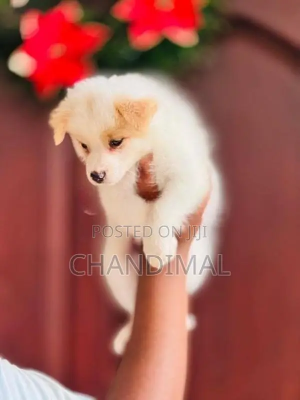 Pomeranian Puppies
