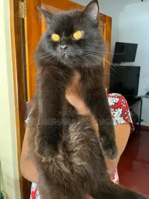 Persian Cat