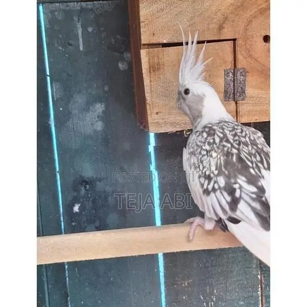 Cockatiel Birds