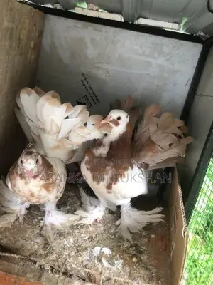 Fantail pigeons