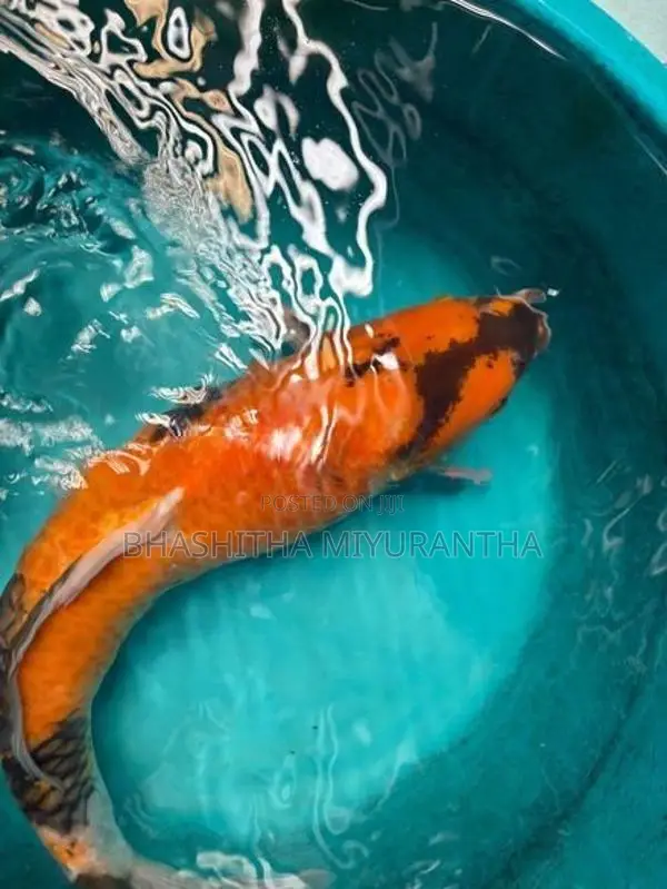 Koi Carp Fish
