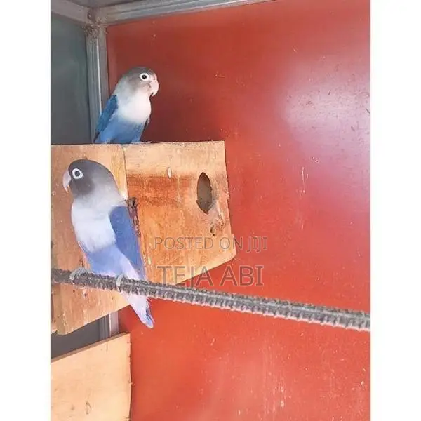 African Love Birds