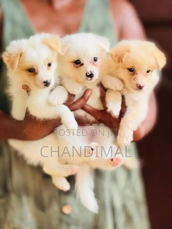 Pomeranian Puppies