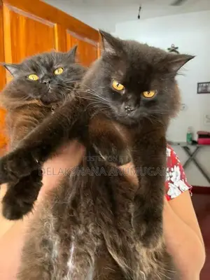Persian Cat