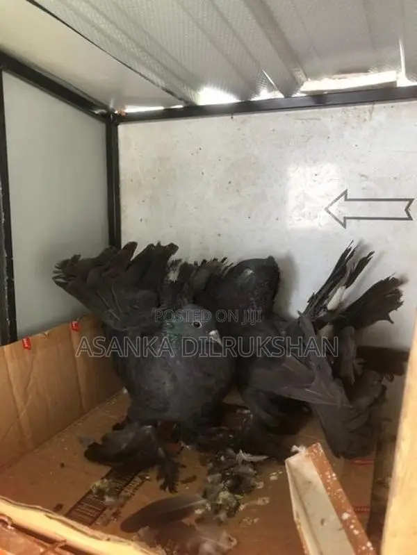 Fantail pigeons