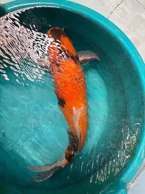 Koi Carp Fish