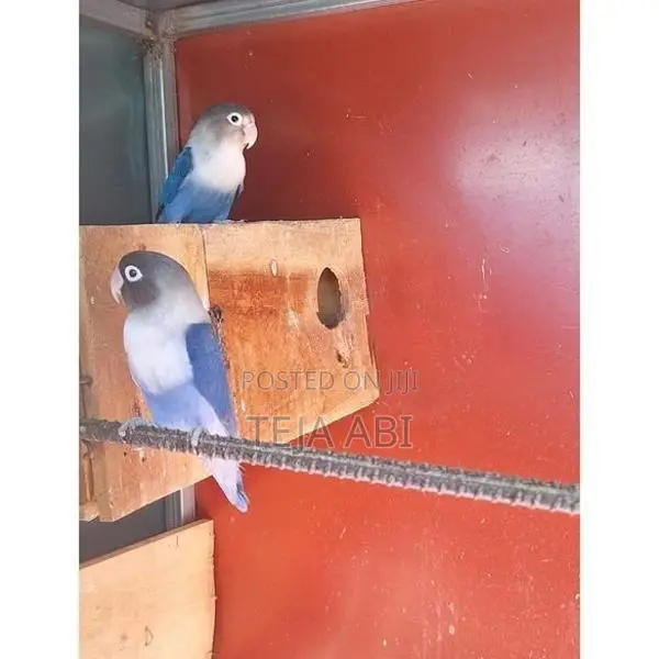 African Love Birds