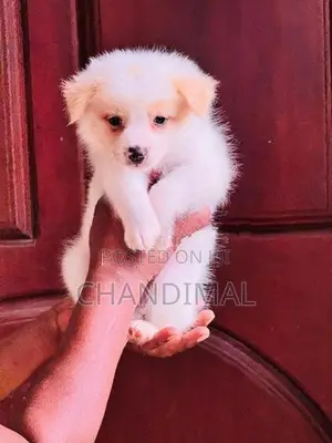 Pomeranian Puppies