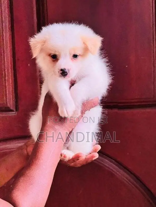 Pomeranian Puppies