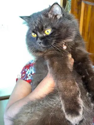 Persian Cat