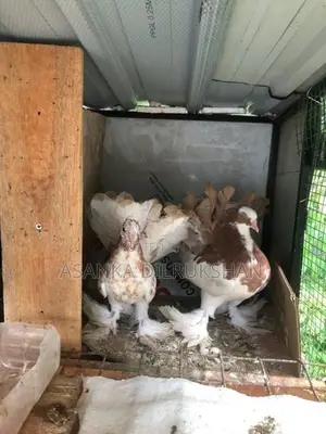 Fantail pigeons