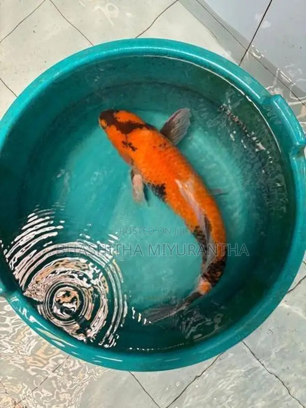 Koi Carp Fish
