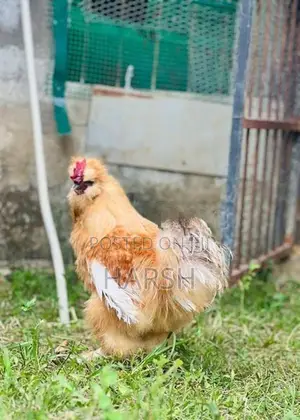 Farm Chickens