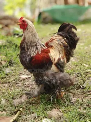 Farm Chickens