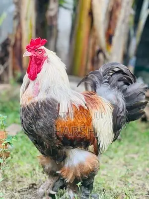 Farm Chickens